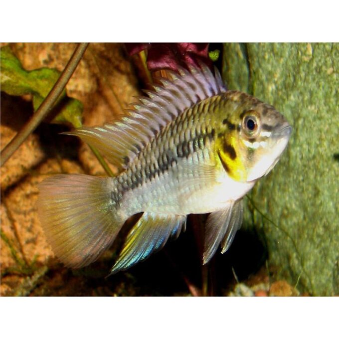 Apistogramma hoignei