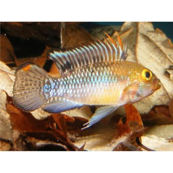 Apistogramma norberti