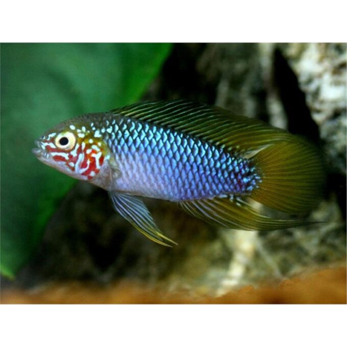 Apistogramma sp. opal