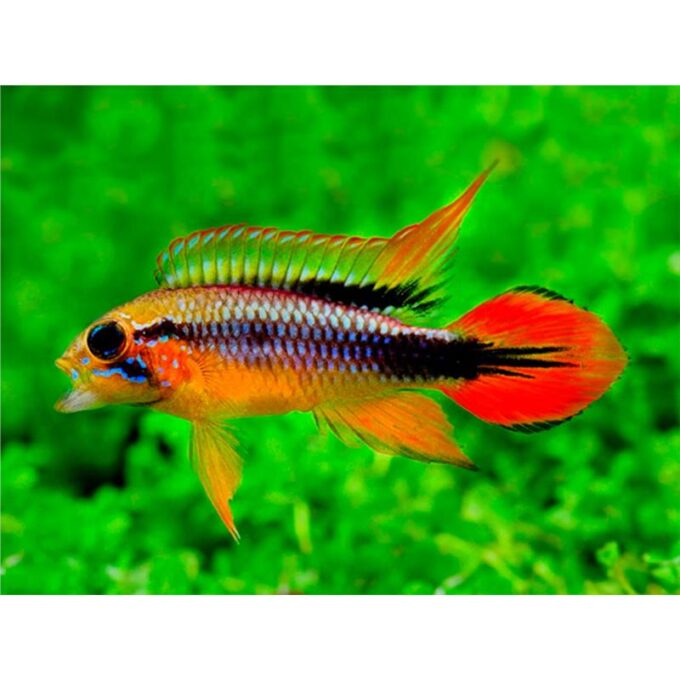 Apistogramma sp red - point