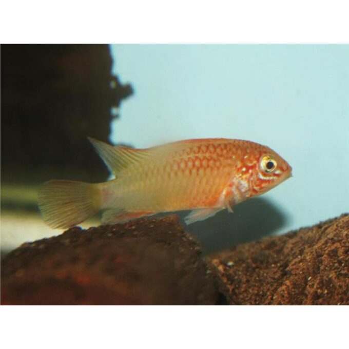 Apistogramma sp. viejeta gold