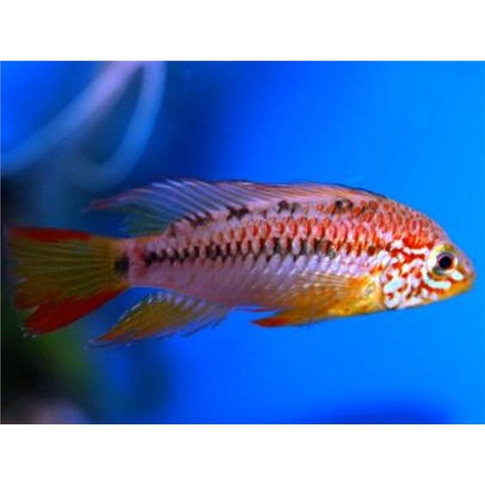 Apistogramma sp. viejeta II