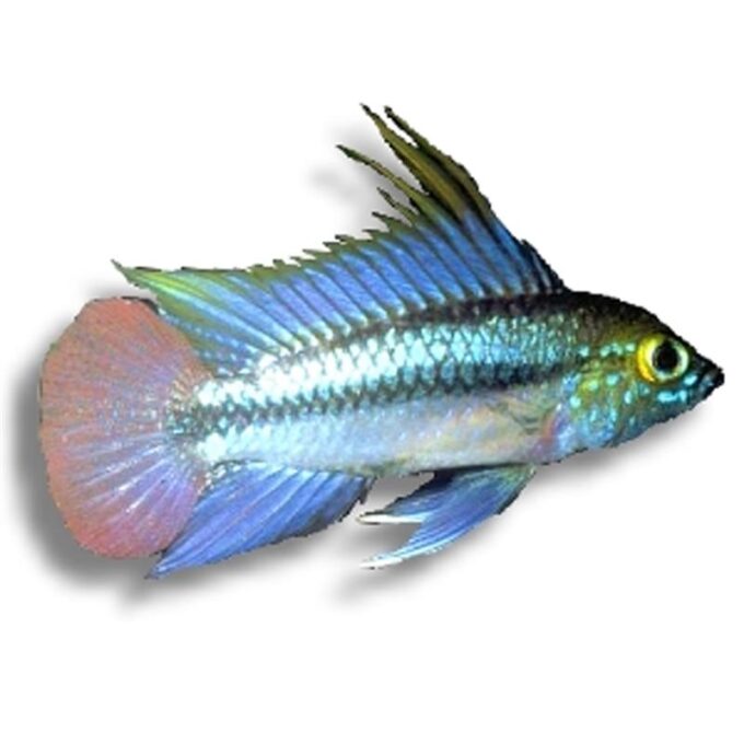 Apistogramma trifasciatum