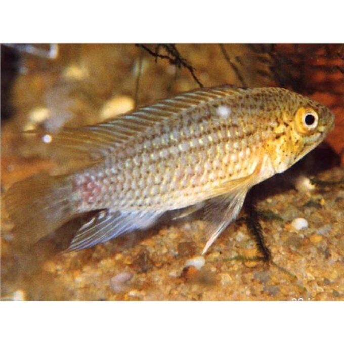 Apistogramma tucurui