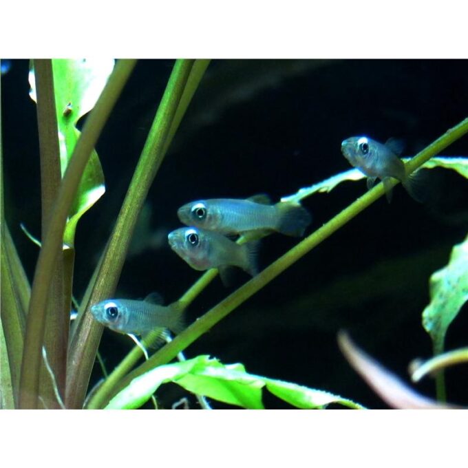 Aplocheilichthys normani