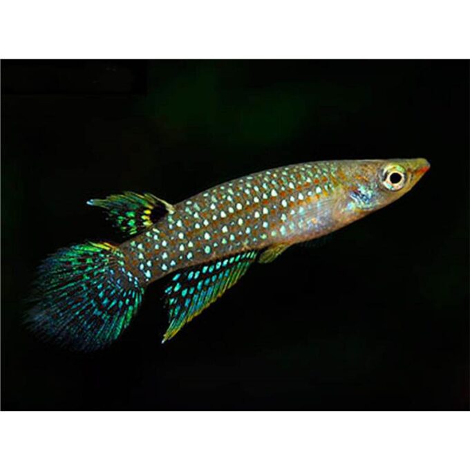 Aplocheilus blockii