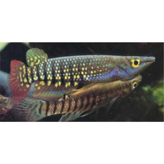 Aplocheilus lineatus