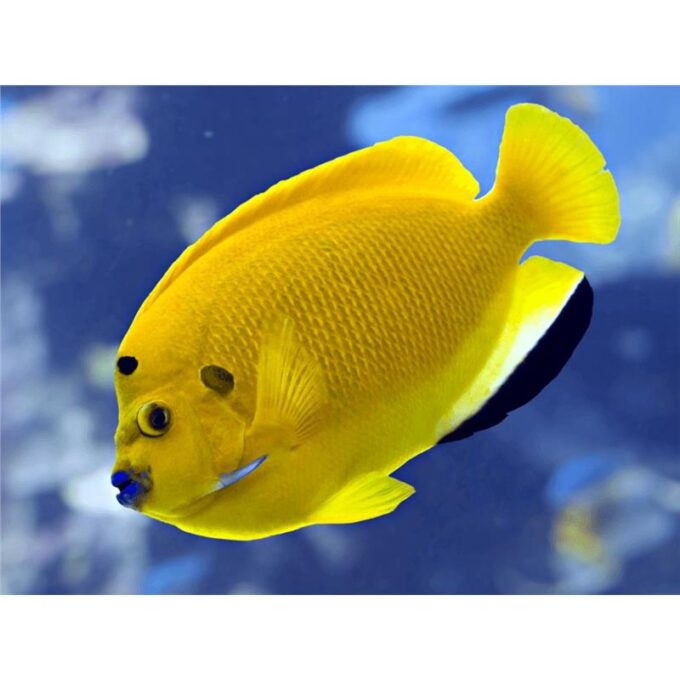 Apolemichthys Trimaculatus (Treespot Angelfish)