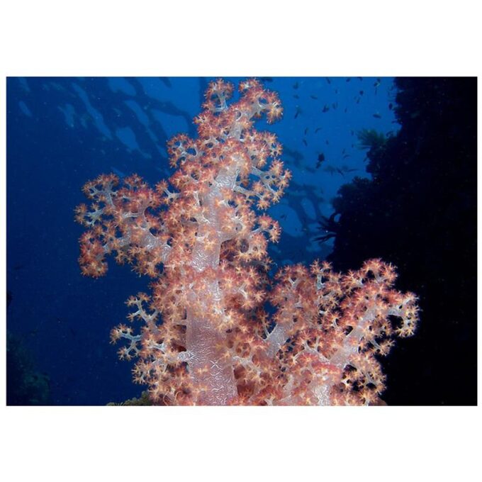 Arbore coral Nephthea sp.