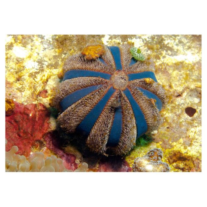 Arici de mare Mespilia globulus