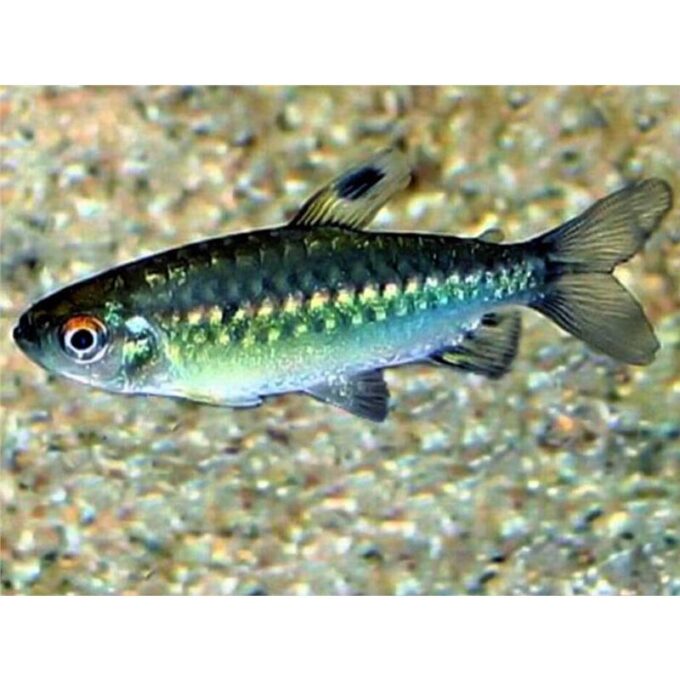 Arnoldichthys spilopterus