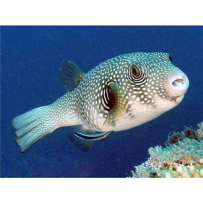 Arothron hispidus