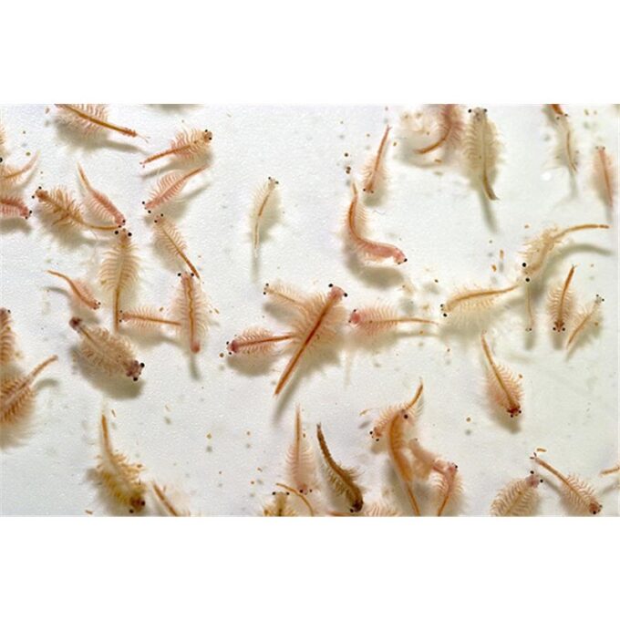 Artemia Vie 25x90ml