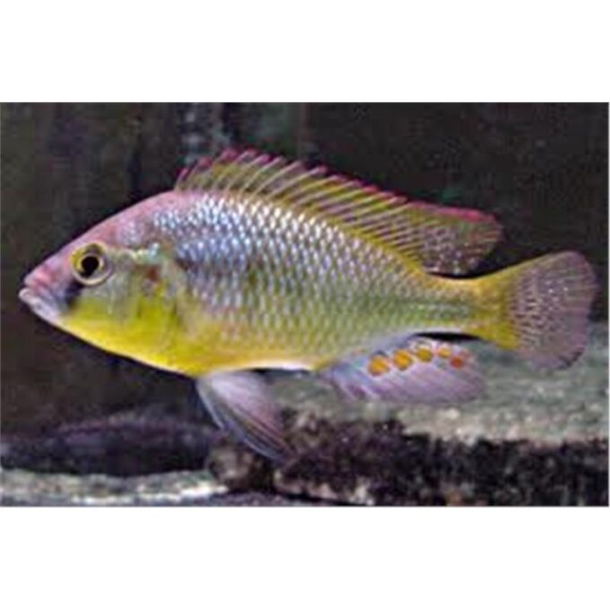 Astatotilapia burtoni 4.5-5 cm