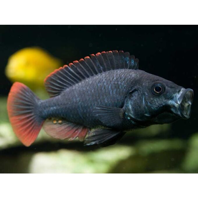 Astatotilapia nubila