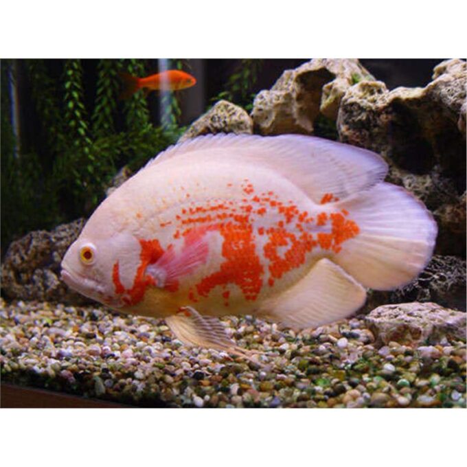 Astronotus ocellatus albino tiger