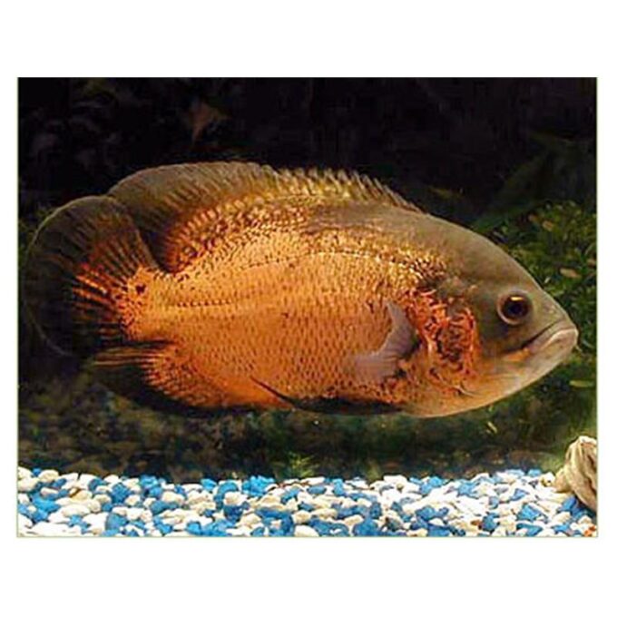 Astronotus ocellatus red oscar