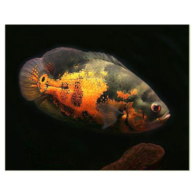 Astronotus ocellatus tiger oscar