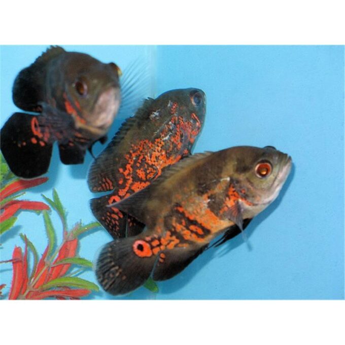 Astronotus Ocellatus