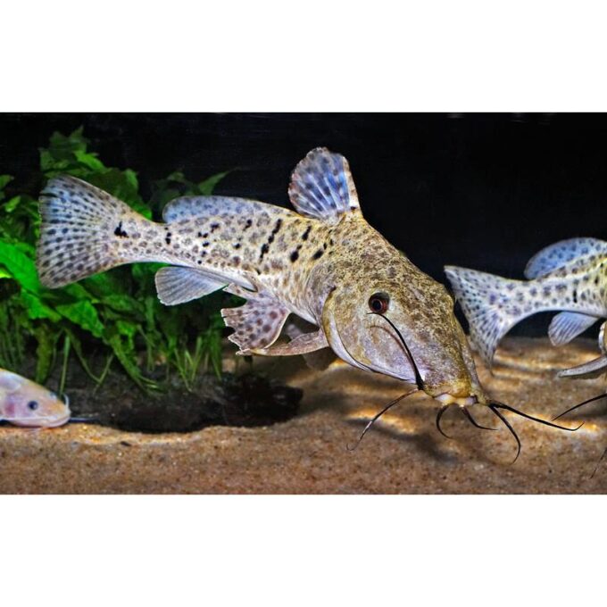 Auchenoglanis occidentalis