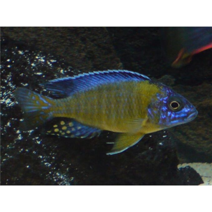 Aulonocara blue neon
