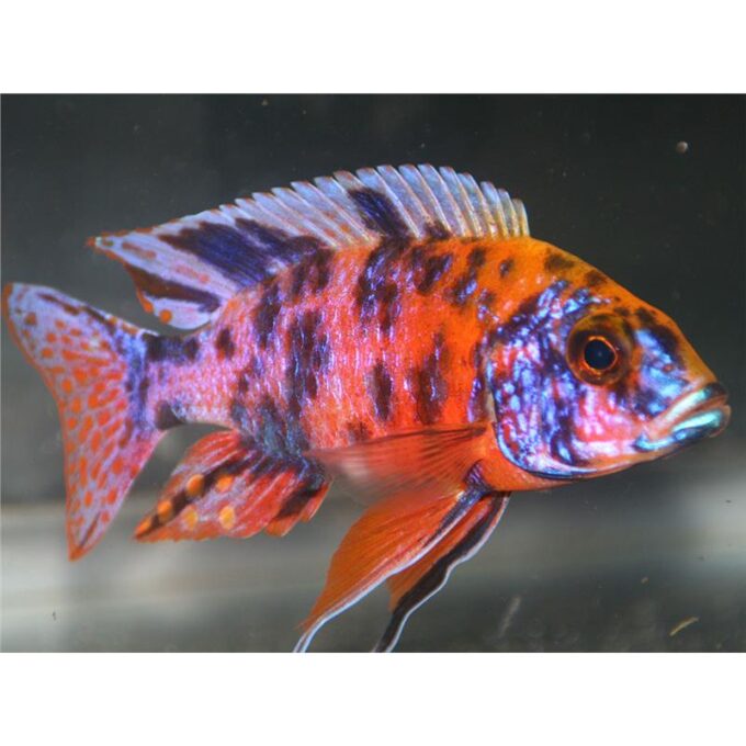 Aulonocara calico red neon