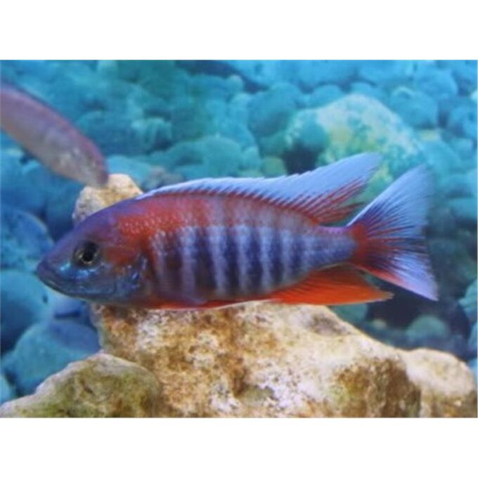 Aulonocara eureca