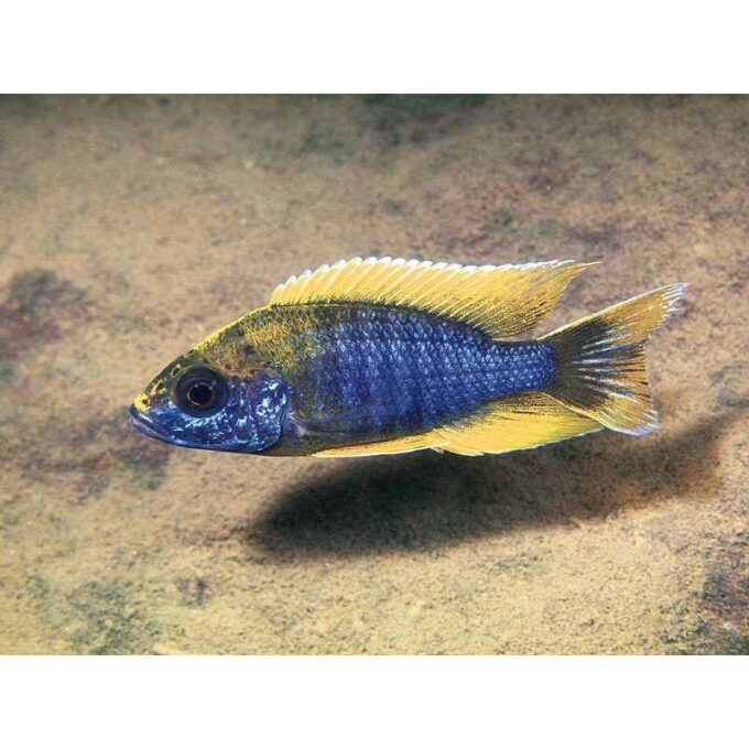 Aulonocara jacobfreibergi