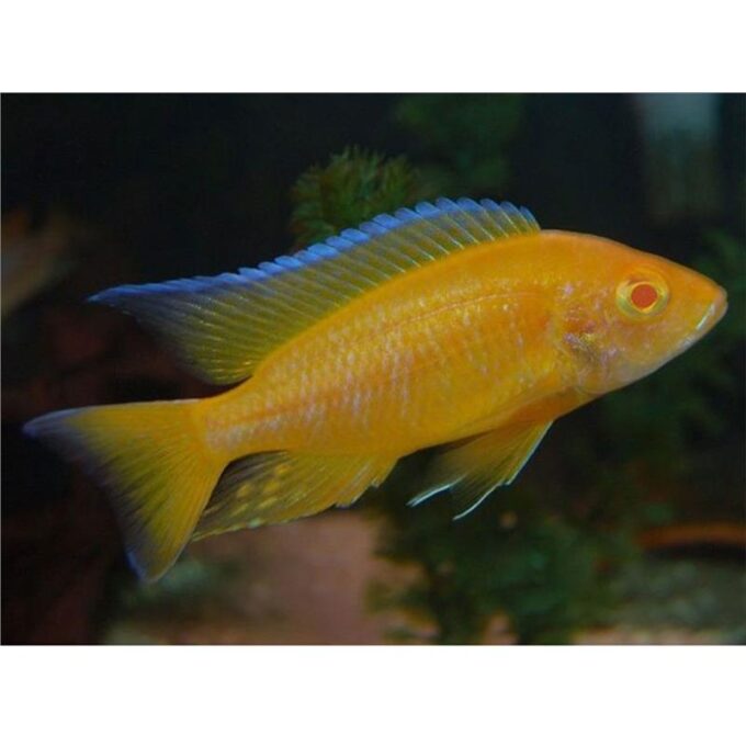 Aulonocara lemon yellow albino