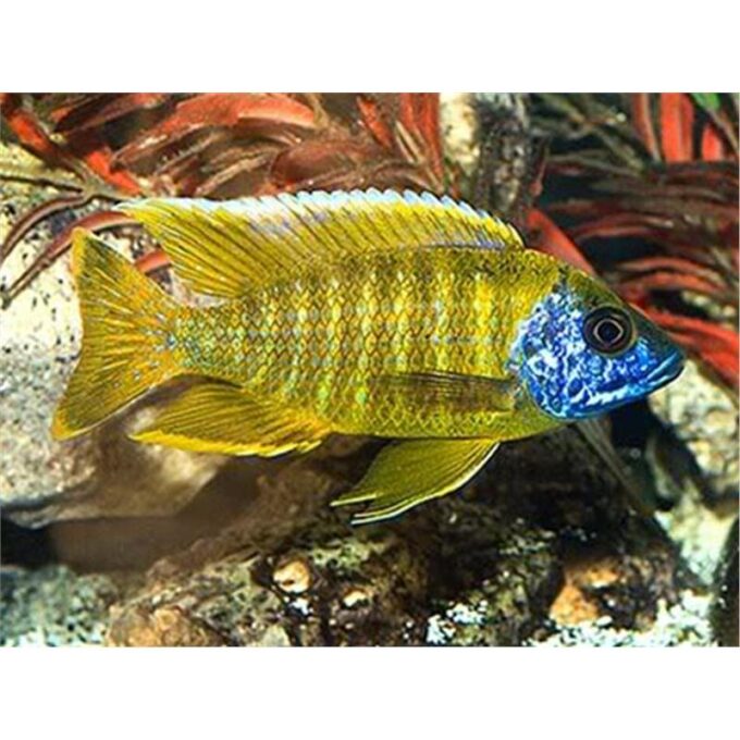 Aulonocara maleri gold