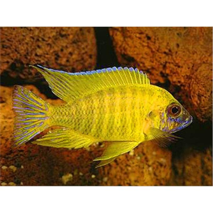 Aulonocara maleri