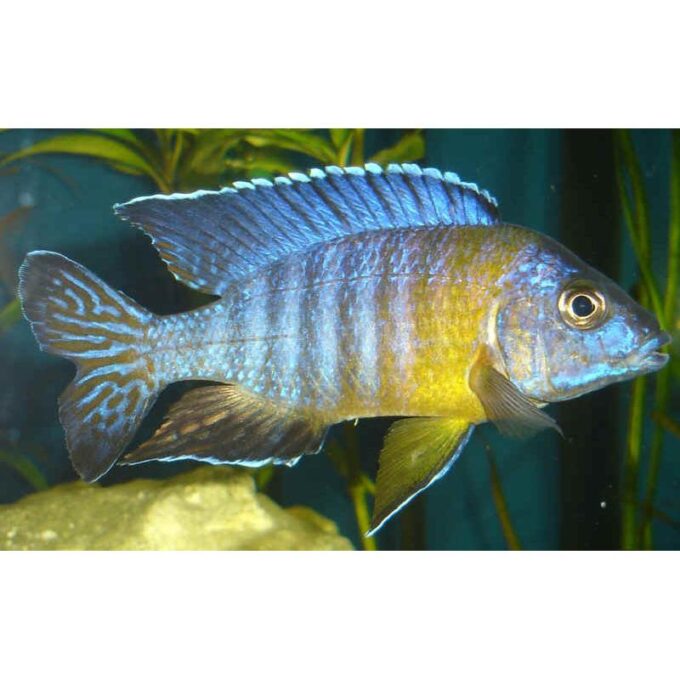 Aulonocara maulana