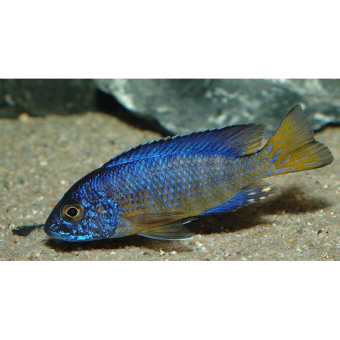Aulonocara ngara