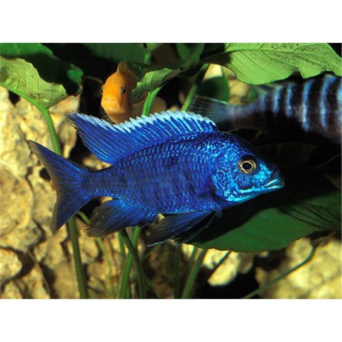 Aulonocara nyassae