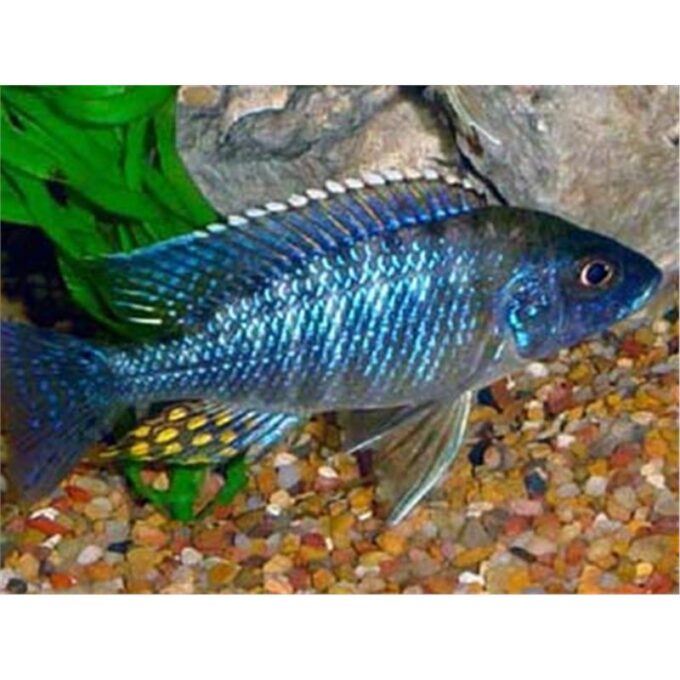 Aulonocara saulosi