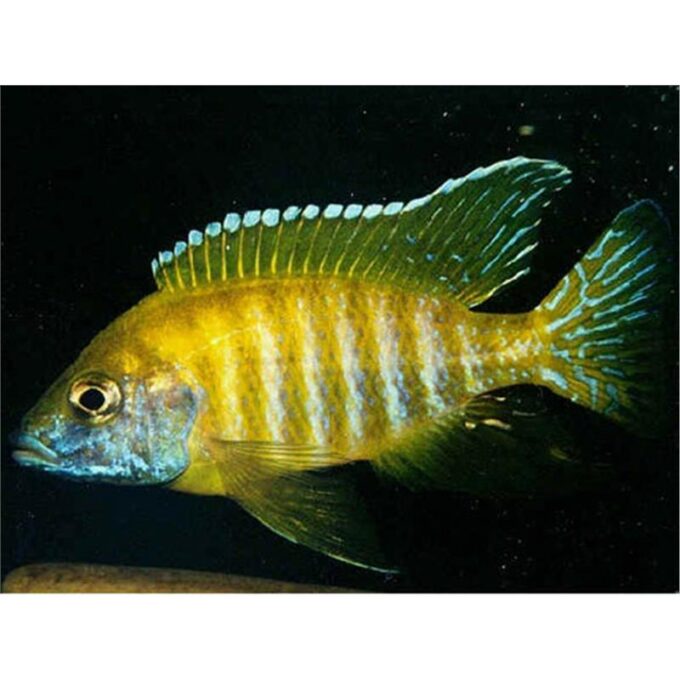 Aulonocara sp. baenchi