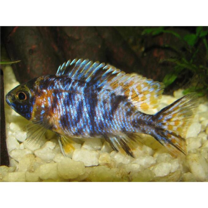 Aulonocara sp. calico