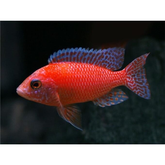Aulonocara sp. firefish