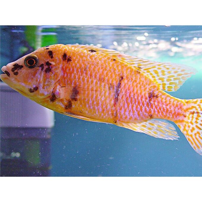 Aulonocara sp. orange blanche