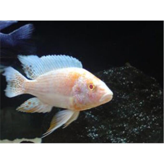 Aulonocara sp. red albino