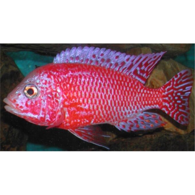 Aulonocara sp. red dragon