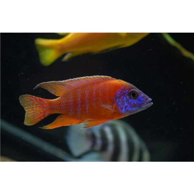 Aulonocara sp. red