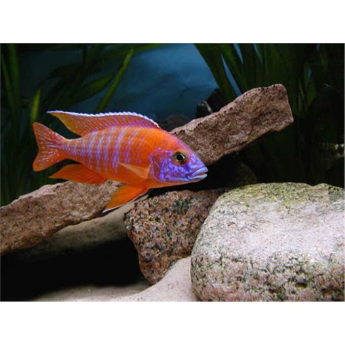 Aulonocara sp. Rubin Red