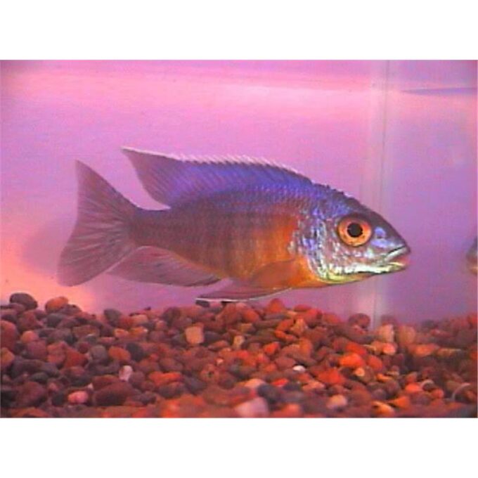 Aulonocara sp. turquoise