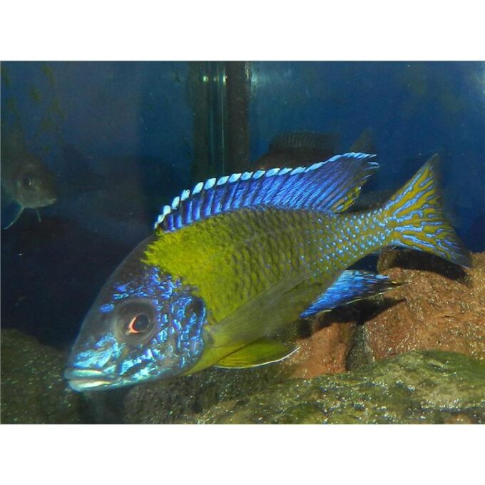 Aulonocara steveni blue neon
