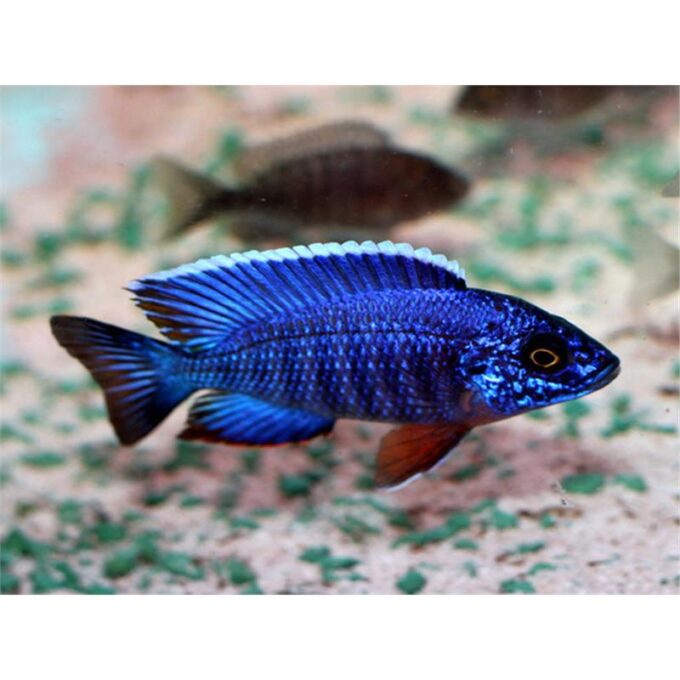 Aulonocara stuargrandi