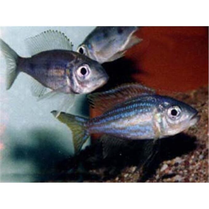 Aulonocranus dewindti