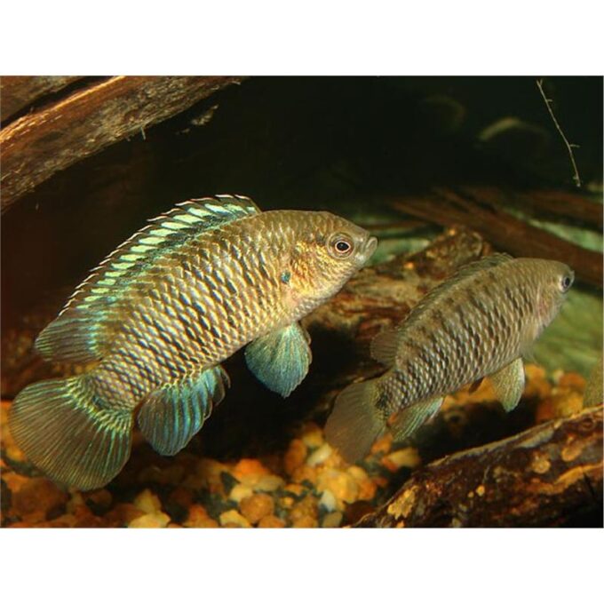 Badis badis