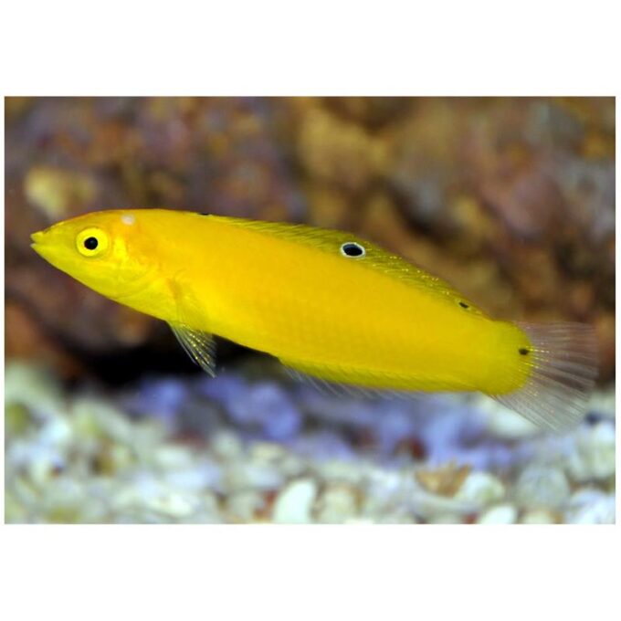 Banana Wrasse (Halichoeres chrysus)