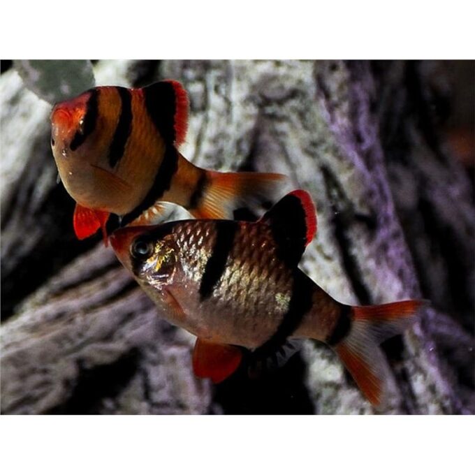 Barbus Capoeta tetrazona h.k.